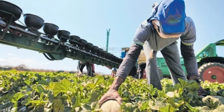 Recuperação judicial no agronegócio: como funciona e casos no Ceará