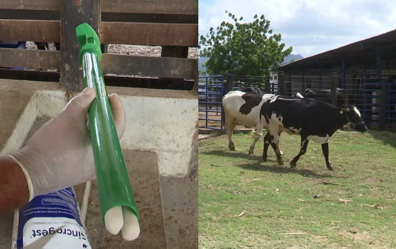 Melhoramento genético ajuda a aumentar produção de leite em Maranguape, no Ceará