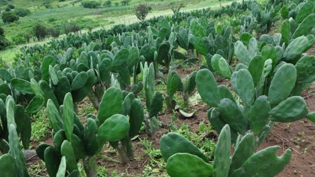 A Embrapa Caprinos e Ovinos (Sobral/CE) é referência no Nordeste em sistemas de ILPF adaptados ao Semiárido.