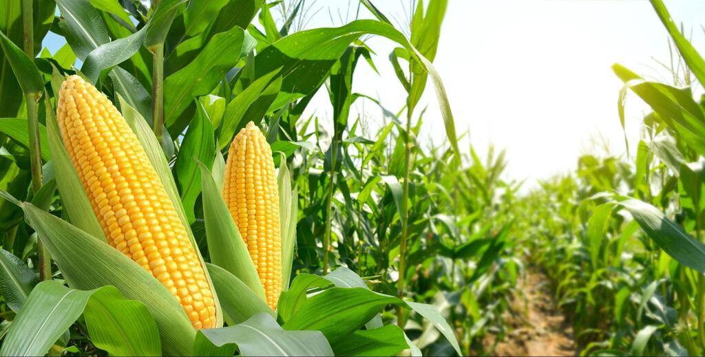 ​Três pilares de demanda estrutural impulsionam o avanço de 10% na área de milho no Nordeste.