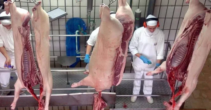 Ceará registra 10,5 milhões de abates e fica entre os maiores produtores de proteína animal do Nordeste