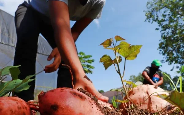 Campo cearense gera empregos, mas riqueza escapa para outras regiões