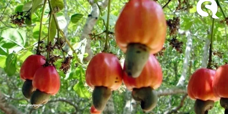 Pesquisa da Unicamp transforma goma de cajueiro em ingrediente industrial