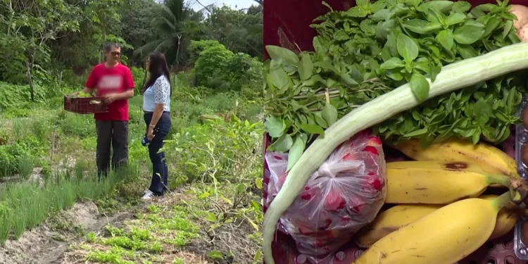 Agroecologia: alimentos sem agrotóxicos no Ceará saem de plantação direto para a mesa