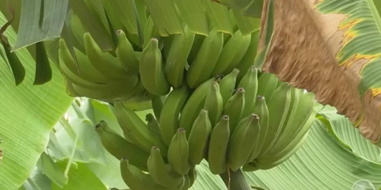 Banana cultivada em Umirim ganha mercado e fortalece agricultura familiar no Ceará