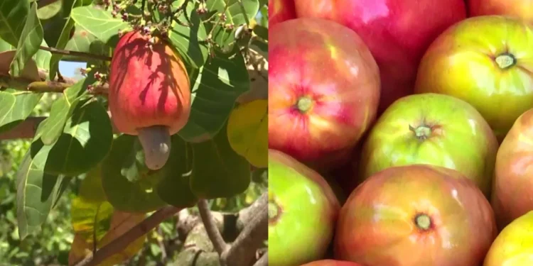 Do cajueiro de 50 anos à indústria: como a produção de caju gera renda em Ocara, no Ceará