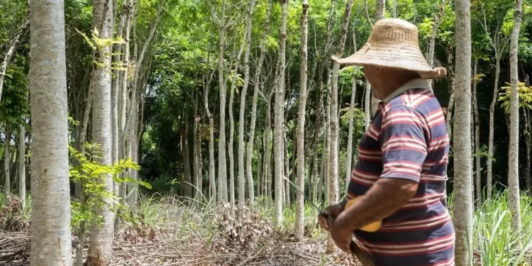 Prazo do ITR termina dia 30: veja quem deve declarar imposto rural no Ceará