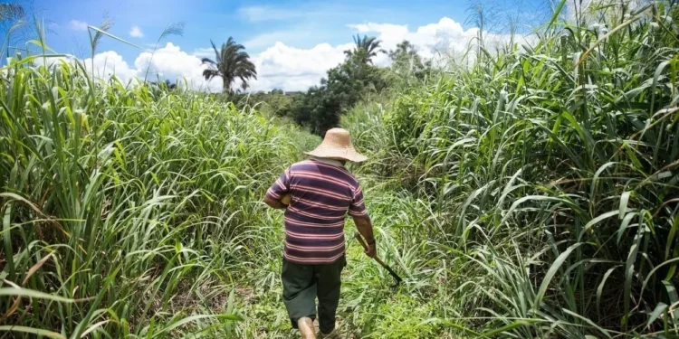 Safra do Ceará cresce 60% em cinco anos e bate recorde de R$ 6,64 bilhões, diz IBGE