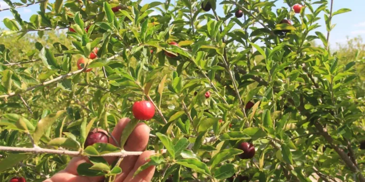 Ceará tem 6 dos 10 municípios que mais produzem acerola no Brasil; veja lista