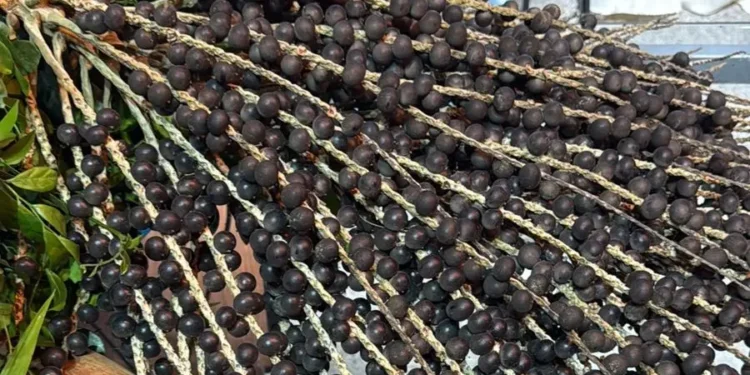 Produção de açaí no Ceará cresce mais de 20% e chega a 10 cidades