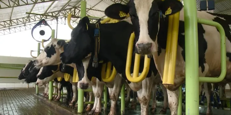 Tecnologia no campo faz produção de leite disparar e movimenta economia em Quixeramobim, no Ceará