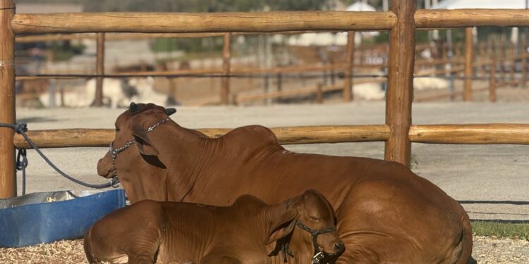 Quanto custa o sêmen de gado premium? Entenda preços em leilões de bovinos
