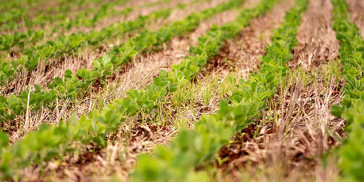 ​A Embrapa identificou 62 cultivares de soja com a tecnologia STS
