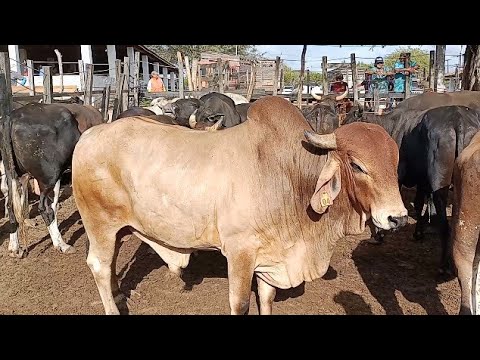 Feira de Animais de Quixadá se consolida como referência no comércio de bovinos no Nordeste