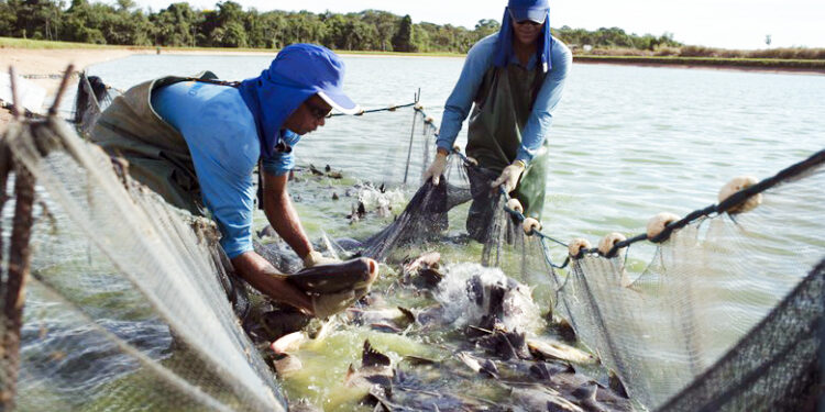 Conama atualiza regras para o licenciamento ambiental da aquicultura