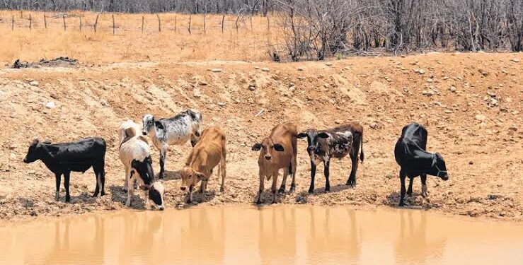 Semiárido: planejamento de água e forragem é essencial para enfrentar o El Niño