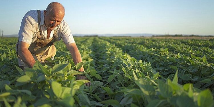 Órgãos públicos no Ceará contratam R$ 980 mil de MEIs e agricultores