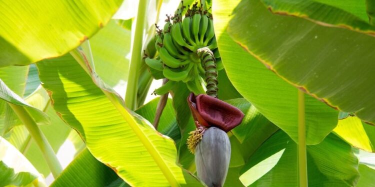Embrapa lança guia gratuito e ilustrado para combate à Sigatoka-negra na bananicultura