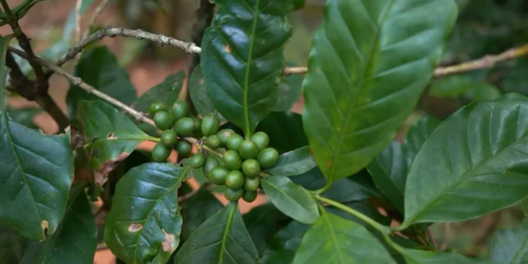 Café especial ganha espaço no mercado e valoriza produção no Ceará