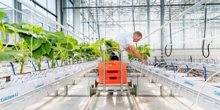 Inovação no campo: Ceará articula estufas agrícolas com tecnologia da Holanda