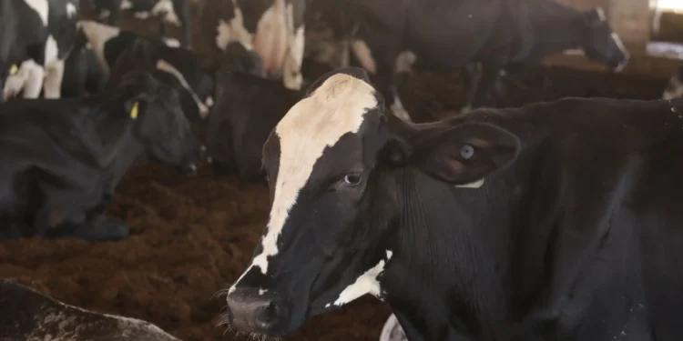 PIB do agro do Ceará cresce 14% no 2º trimestre, o dobro do registrado no Brasil