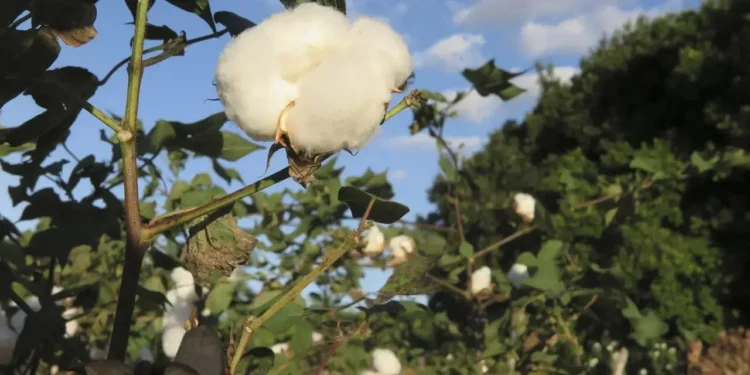 Novo algodão do Ceará tem fibra longa de alto valor agregado e pode concorrer com egípcio e peruano