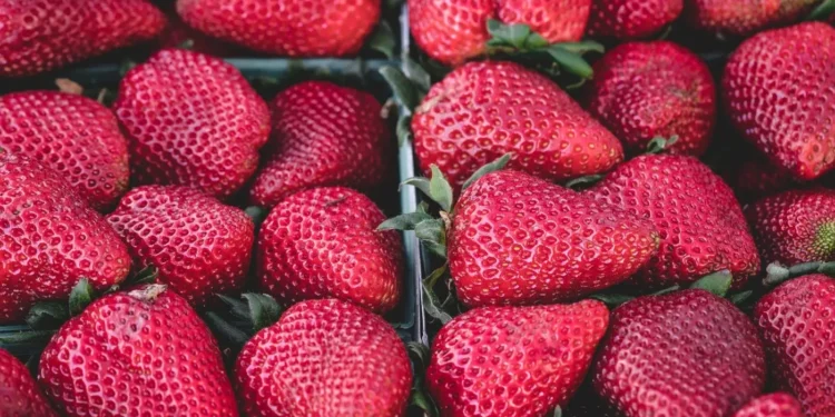 Produção de morango no Ceará está entre as 10 maiores do País; veja cidades