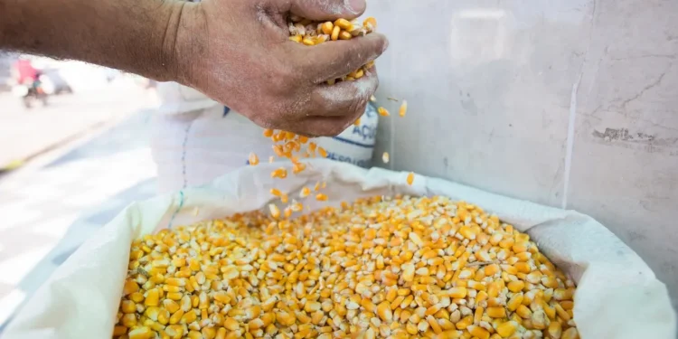 Quatro municípios do Ceará são os maiores produtores de milho verde do País; veja ranking