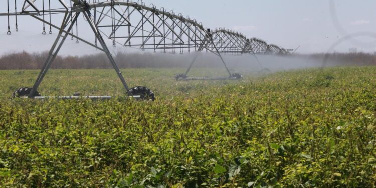Valor de produção do perímetro irrigado Jaguaribe-Apodi tem R$ 250 milhões projetados neste ano