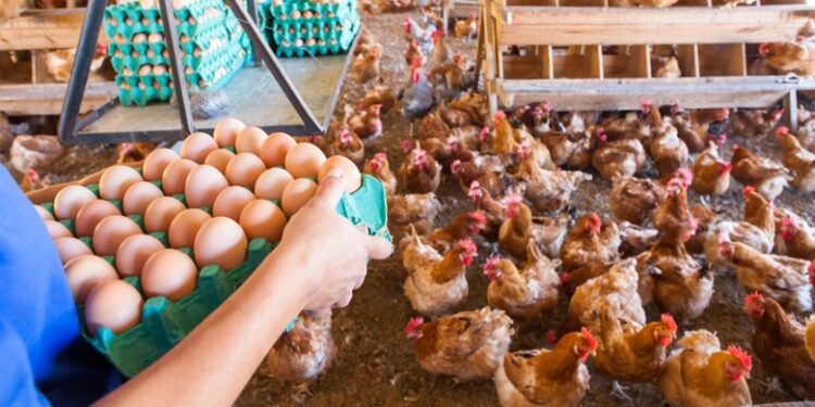​A produção de origem animal apresentou um crescimento acumulado de 3,7% em relação ao ano de 2024.